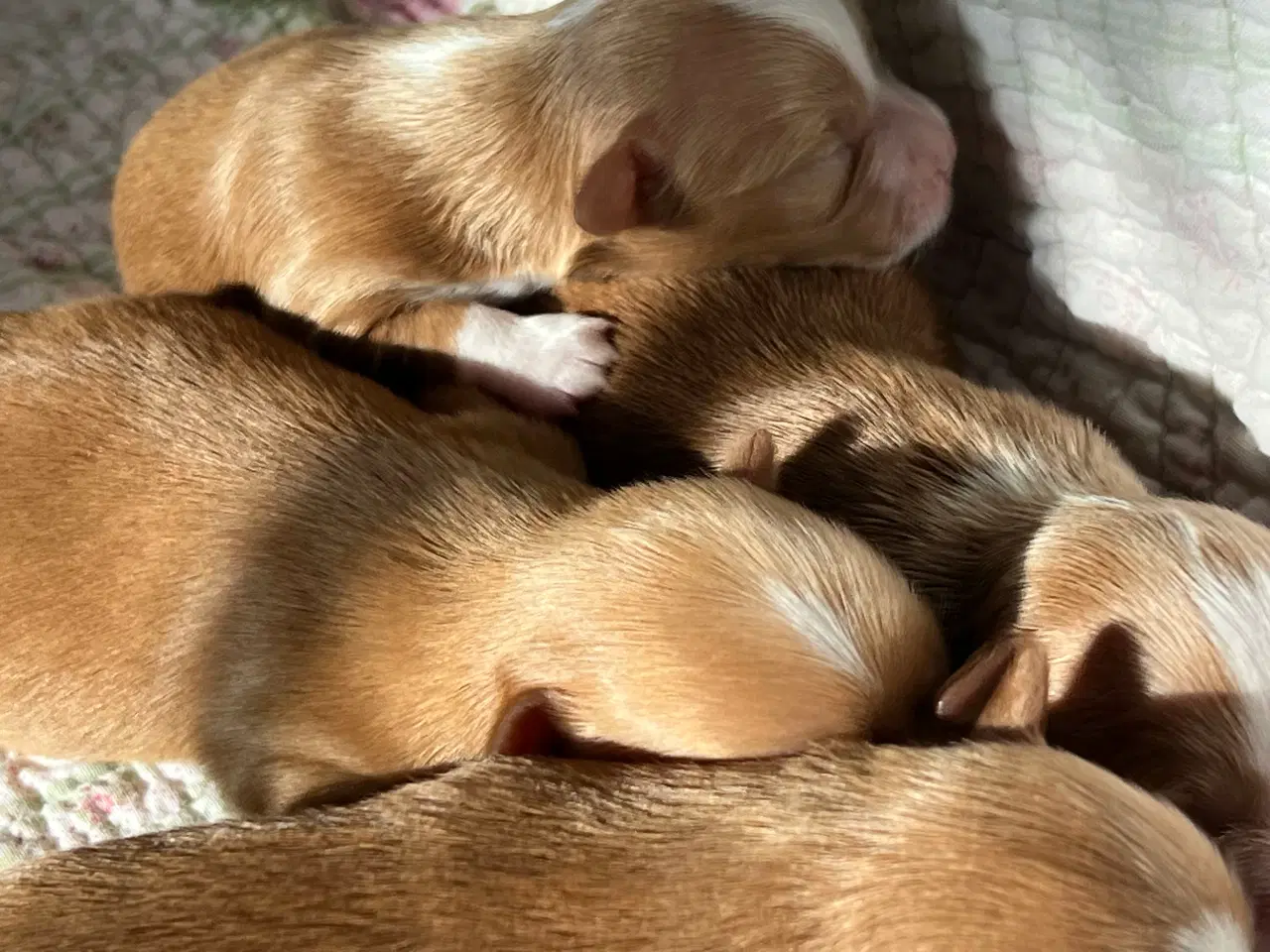 Billede 9 - 🧡Smukke Abrikos & Røde små 🧡