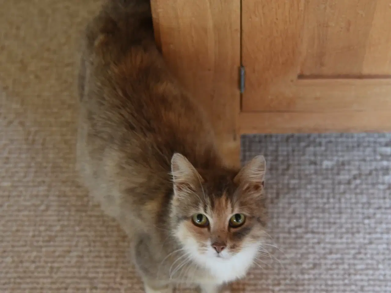 Billede 2 - Fluffy, legesyg kat søger et kærligt hjem