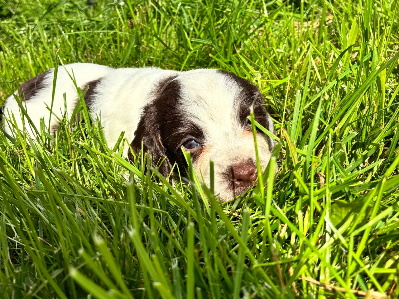 Billede 8 - F.t springer/F.t cockerspaniel 