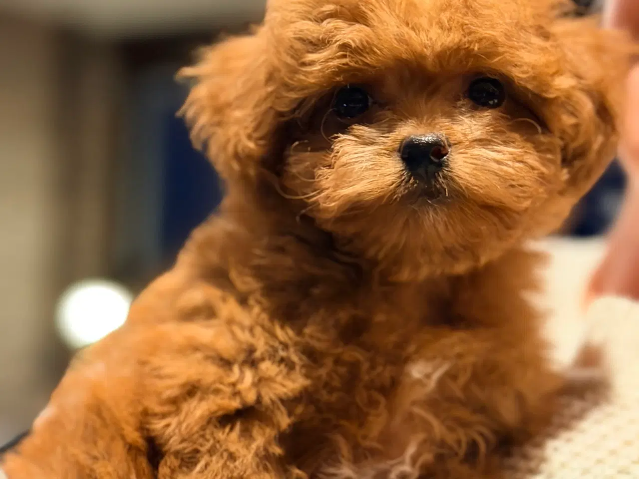 Billede 4 - Maltipoo