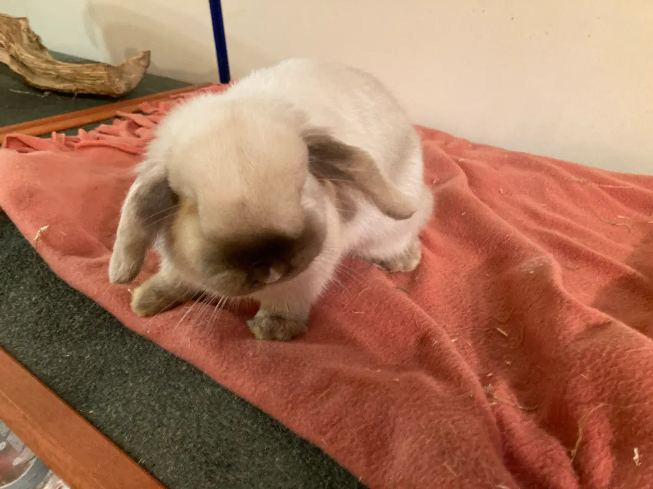 Billede 1 - Minilop Hun kanin søger nyt hjem