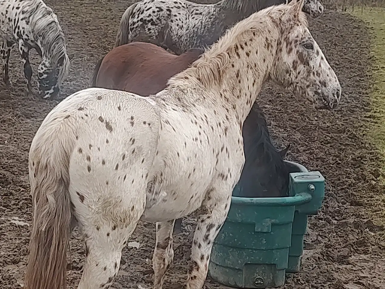 Billede 1 - Knabstrupper