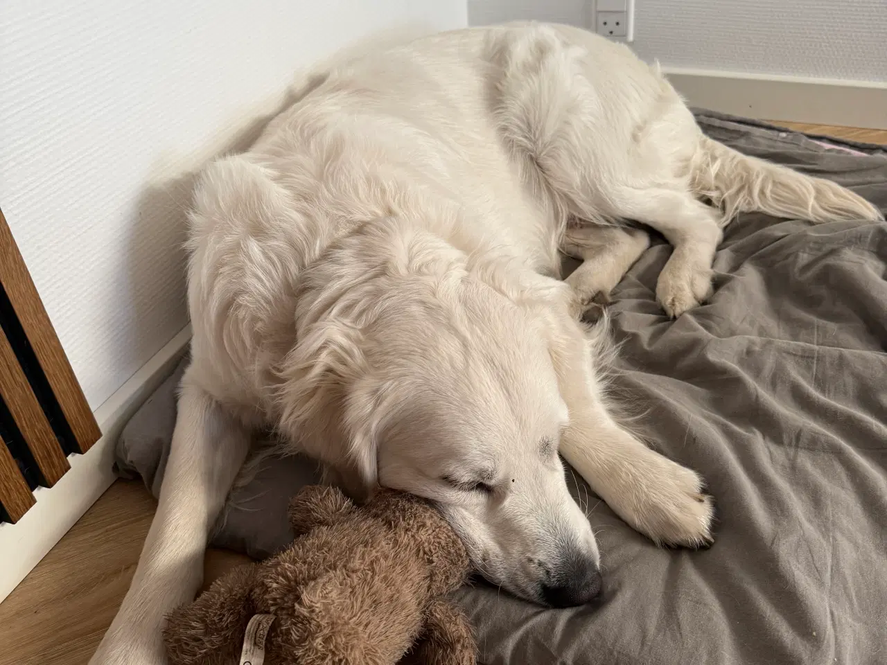 Billede 2 - Golden Retriever Han hund til paring