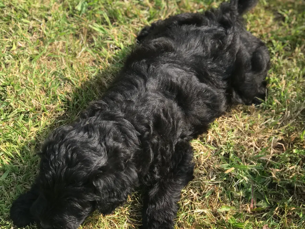Billede 4 - Labradoodle  hvalpe en skøn familie hund.