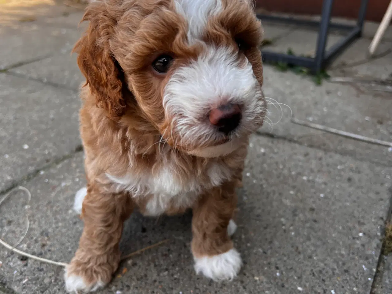 Billede 6 - Maltipoo hvalpe