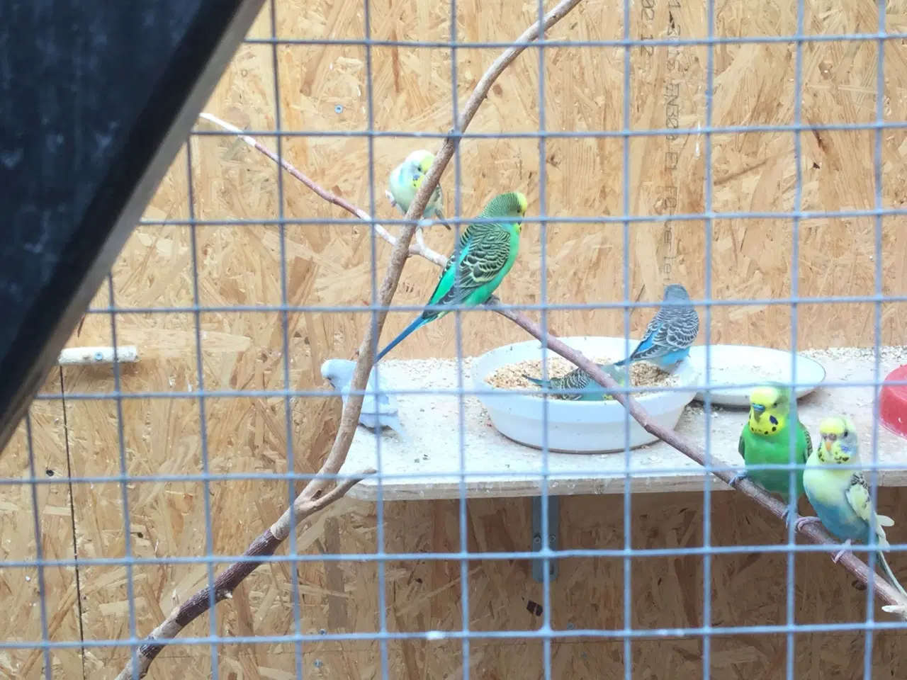 Billede 3 - Australske undulater