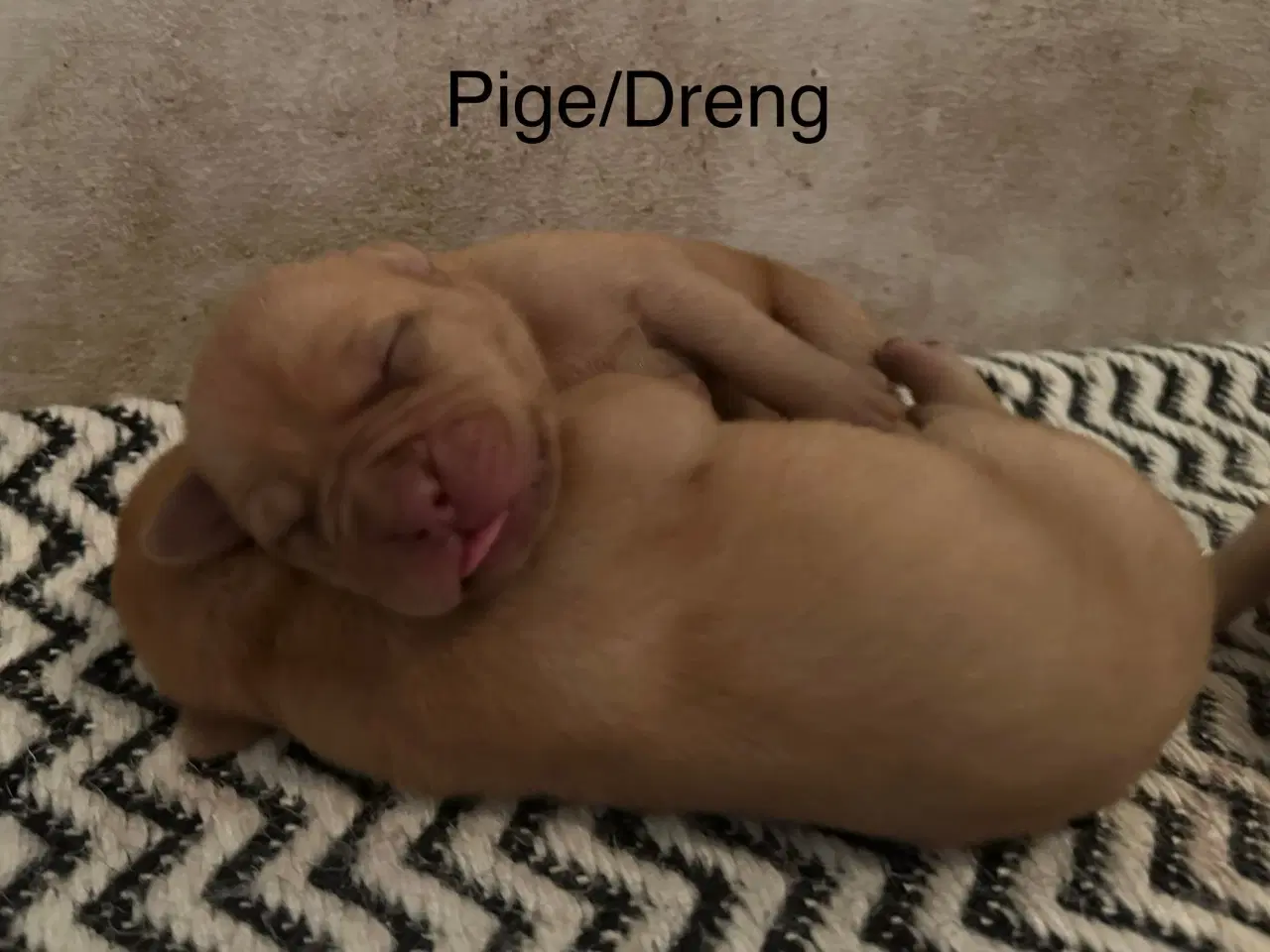Billede 1 - Hunde