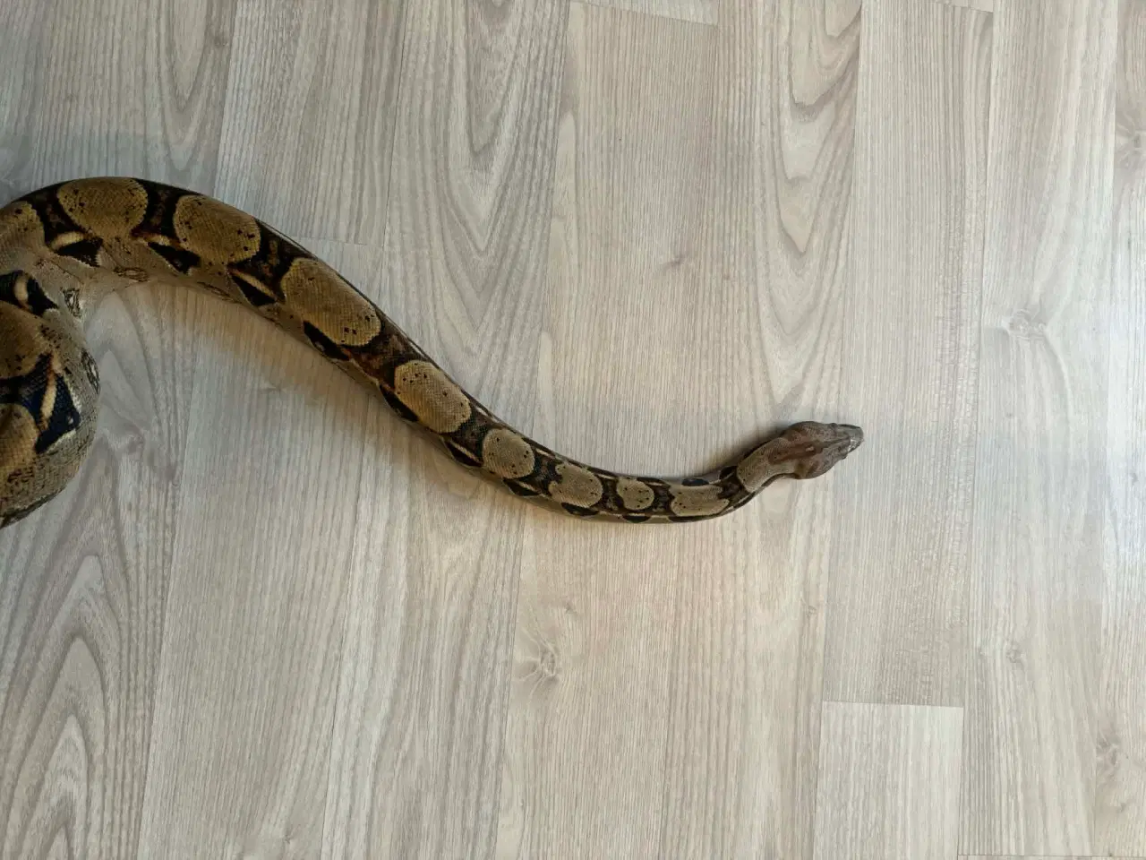 Billede 4 - To kongeboa 