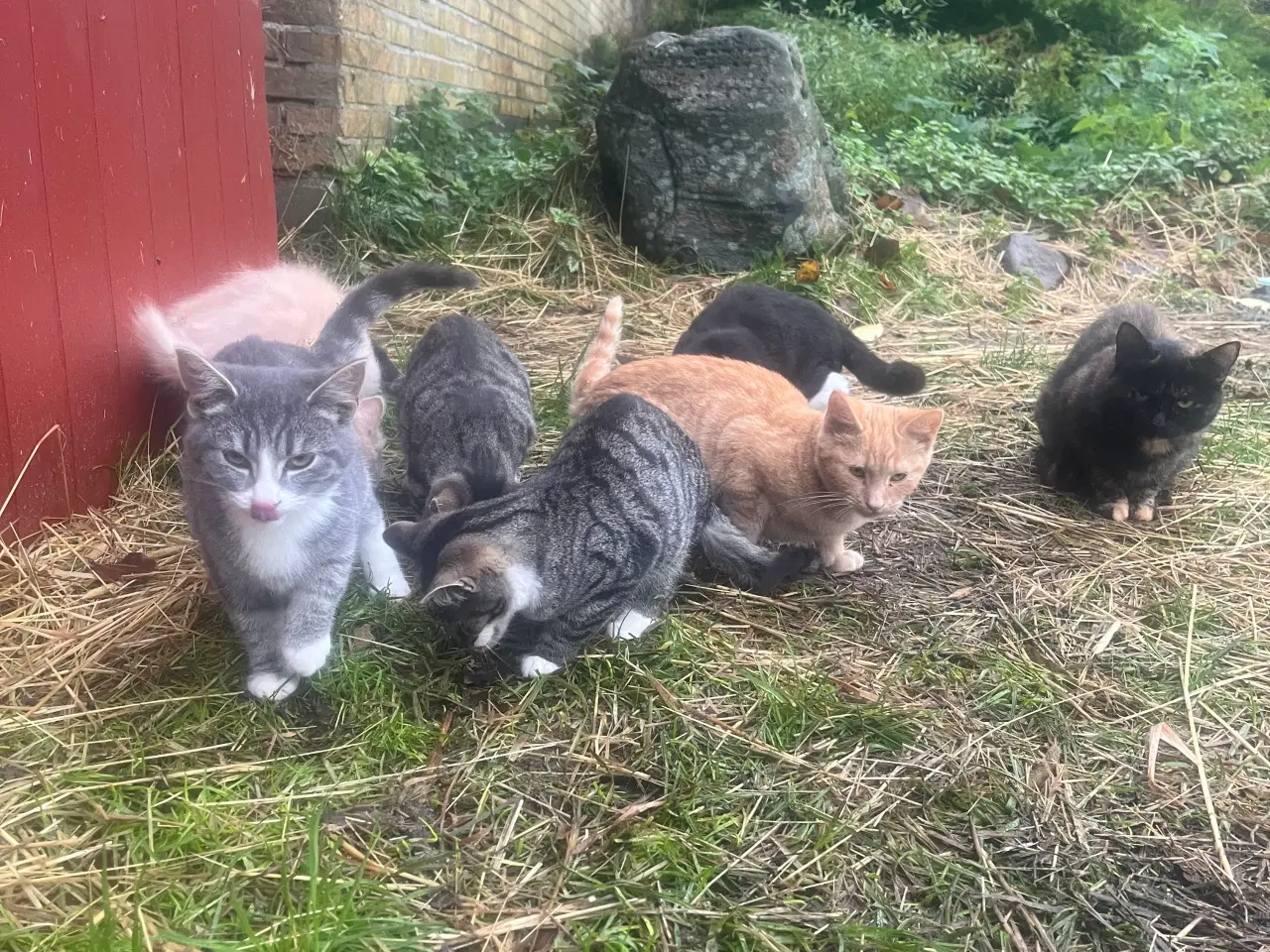 Billede 3 - Killinger søger gode hjem.