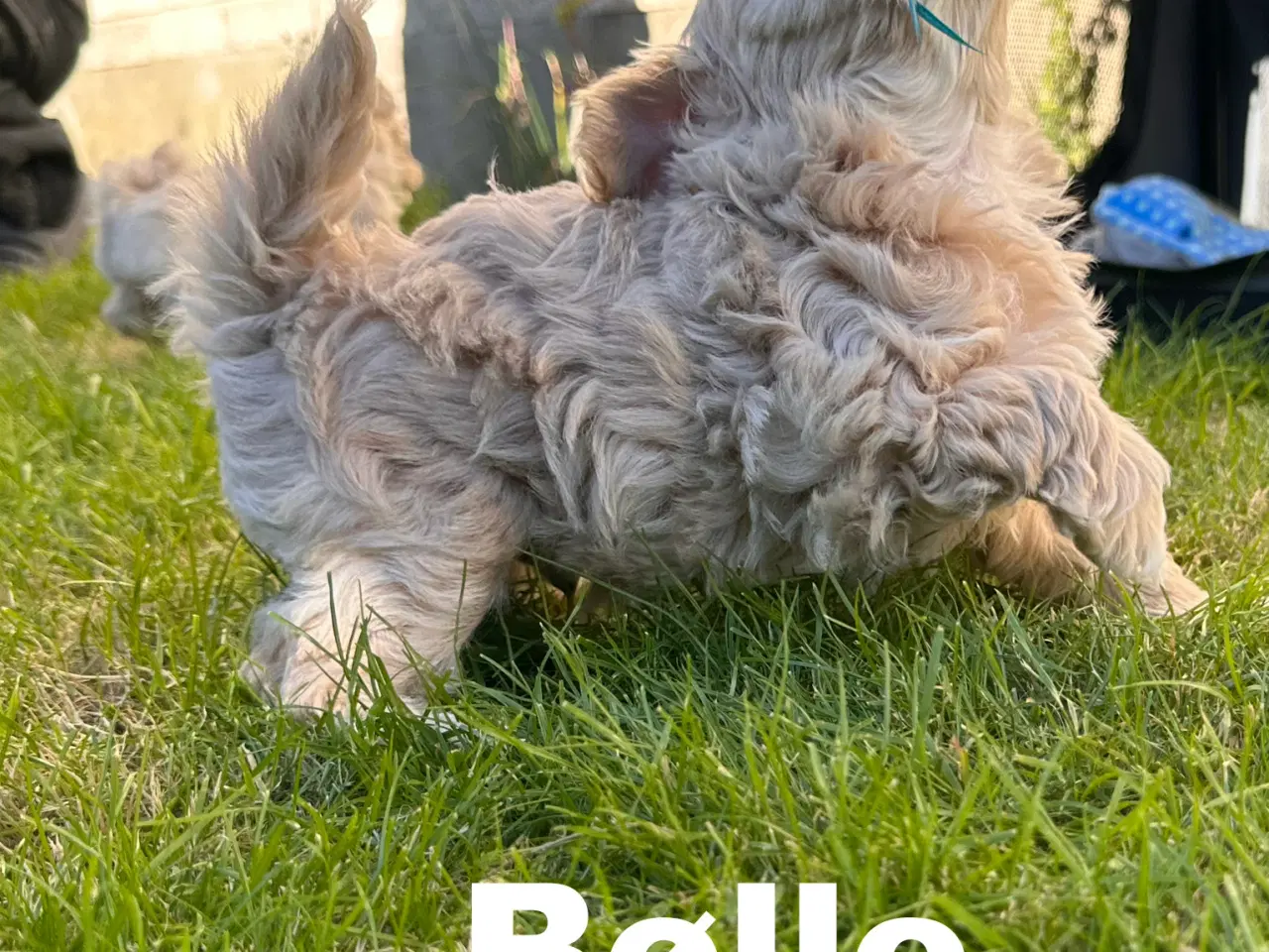Billede 7 - Maltipoo stueopdræt af DNA testede forældre