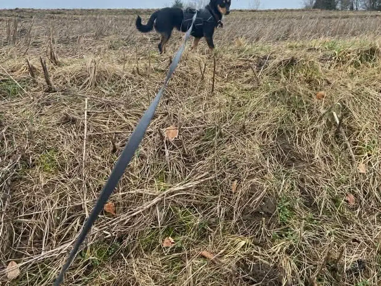Billede 8 - Søde Erika til omplacering