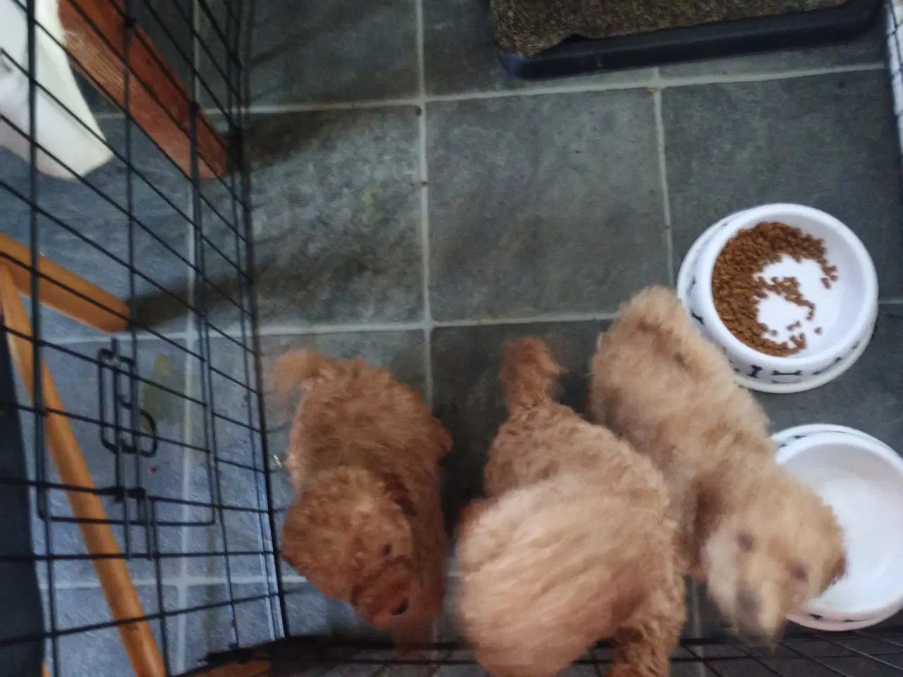 Billede 2 - Dværg puddel hvalpe