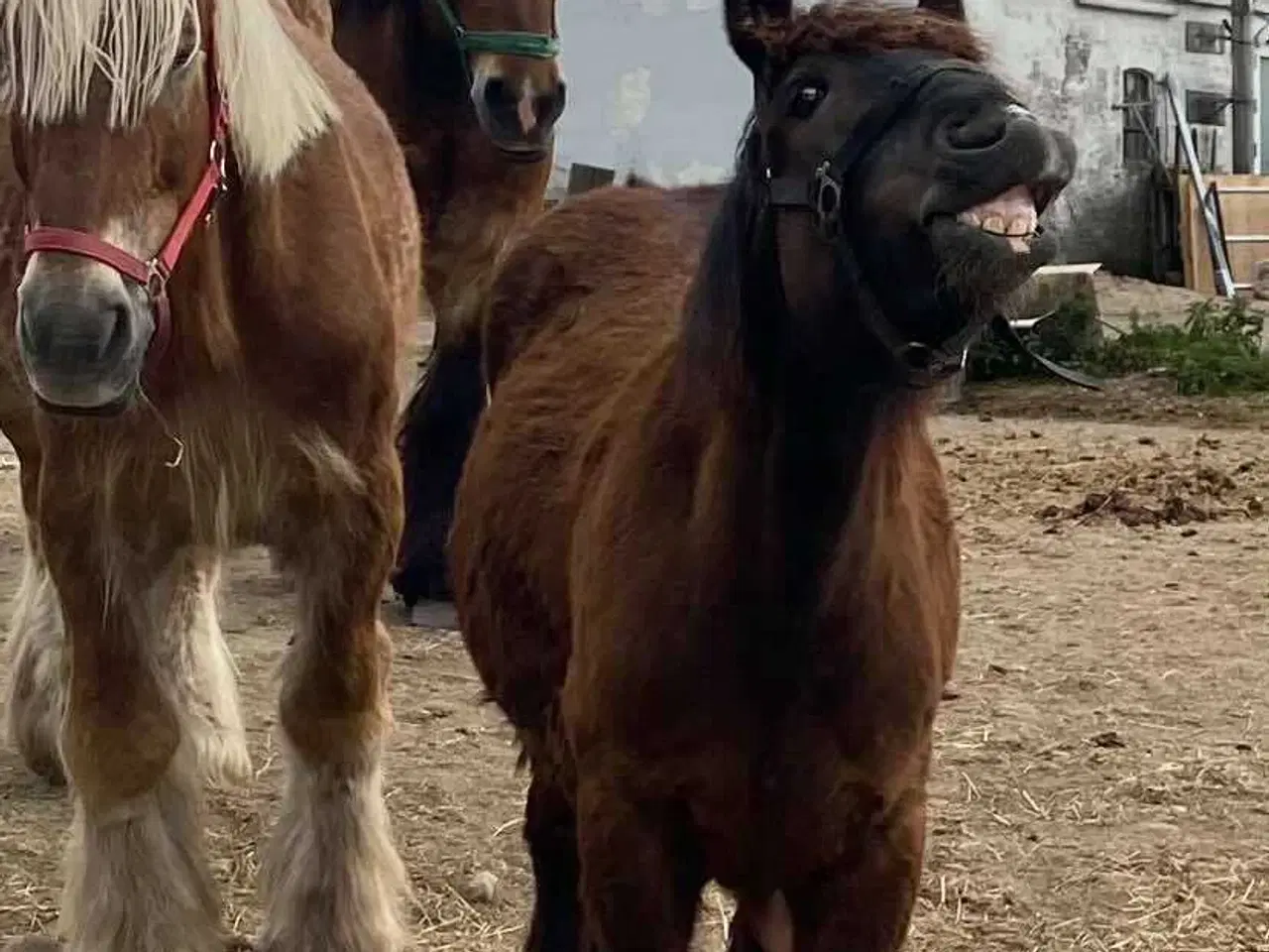 Billede 6 - 1 årig Jyskhest hingst sælges