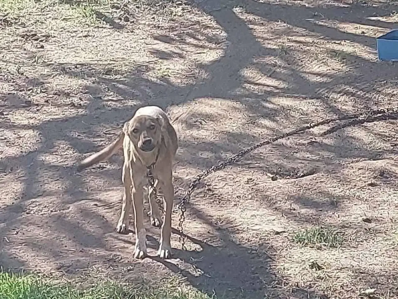 Billede 8 - Athena søger sin helt egen familie❤️