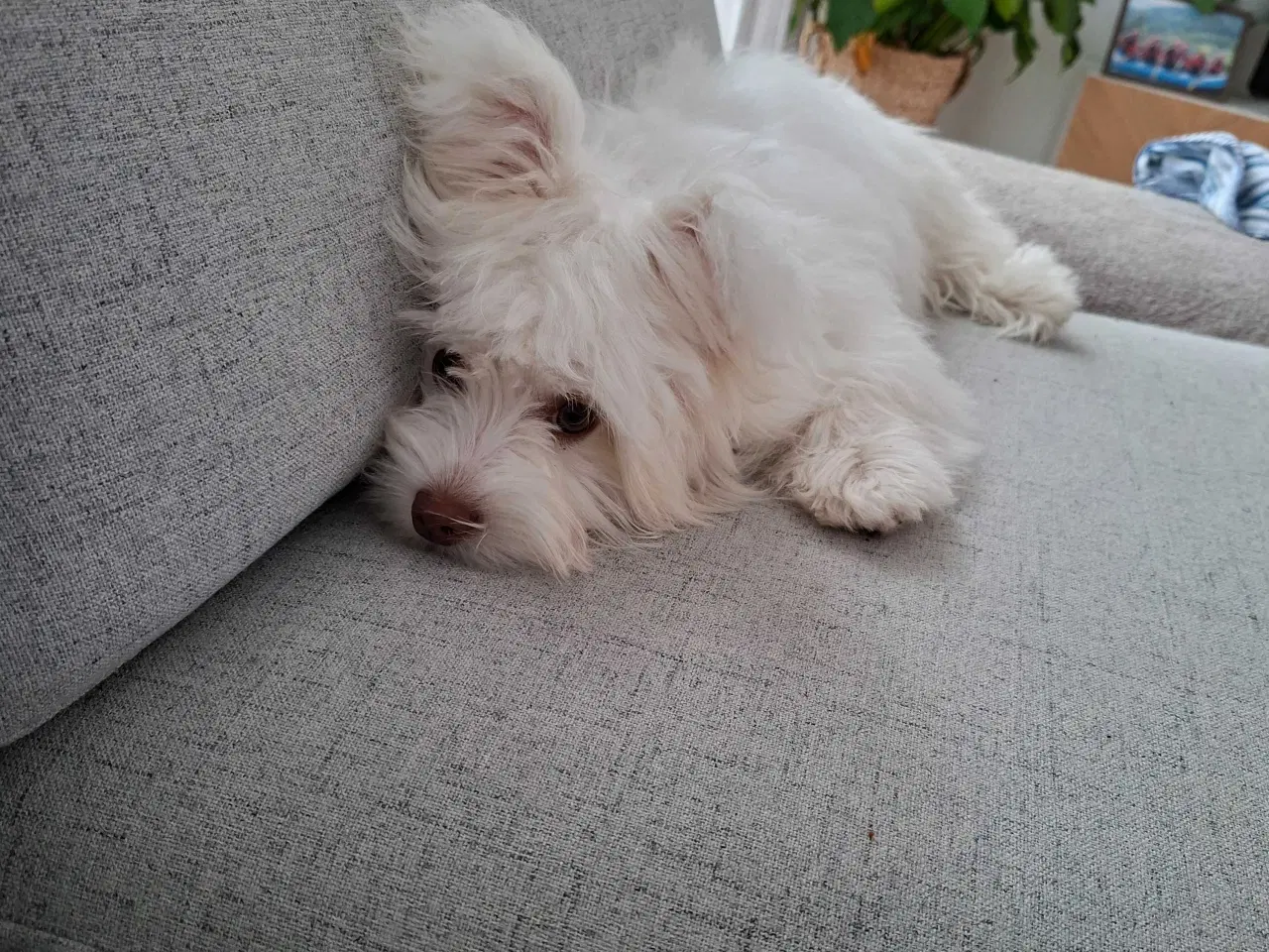 Billede 6 - Bichon havanaise Hundehvalp