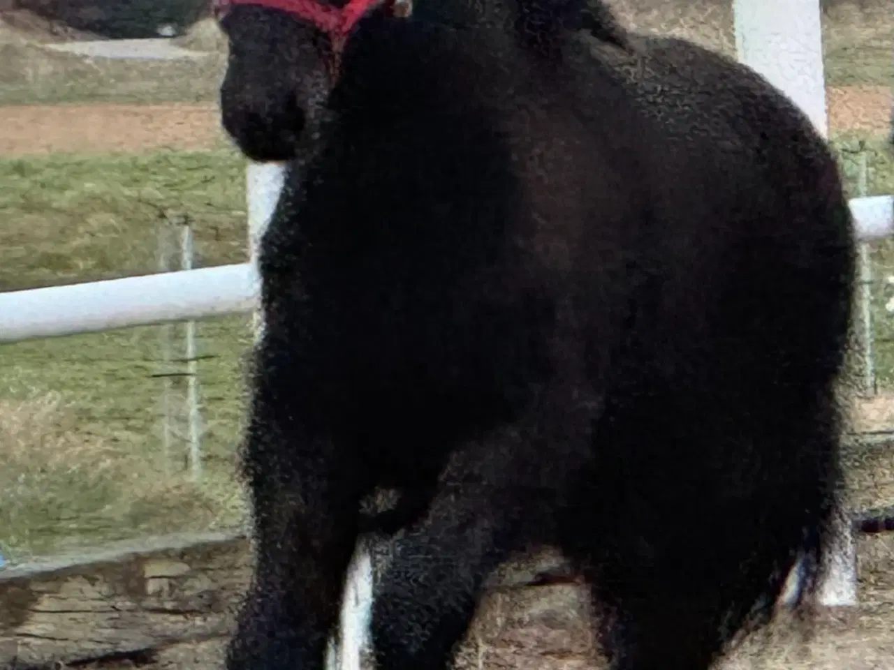 Billede 6 - 1 års sort islænder hingst