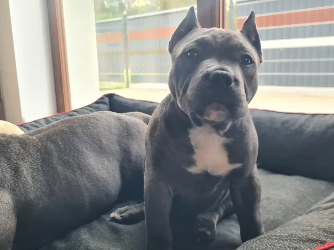 Billede 7 - American bully pocket abkc Pige 