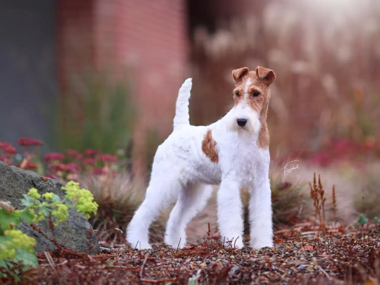 Billede 3 - Ruhåret Fox Terrier