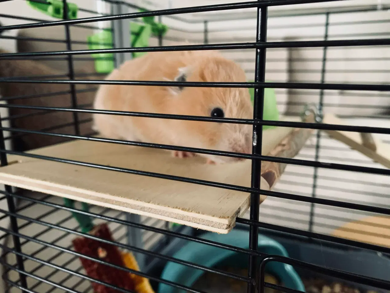 Billede 1 - Guldhamster til salg