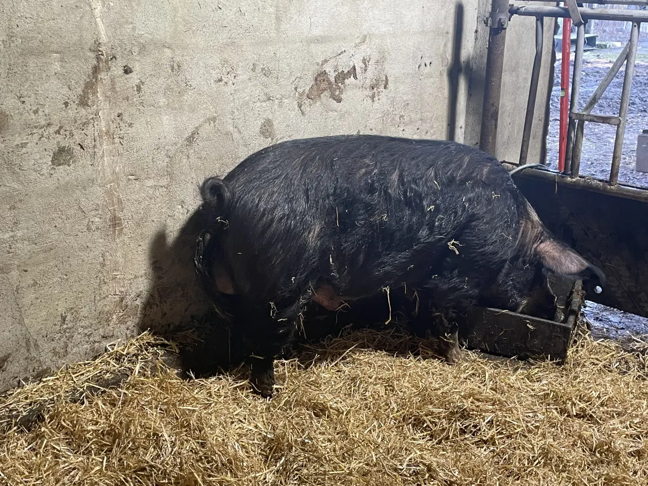 Billede 5 - Rigtig rar og meget stor orne