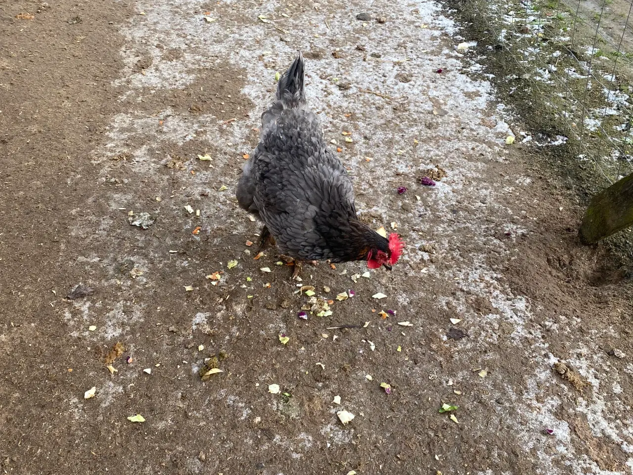 Billede 6 - Æglæggende høns bl.a. race