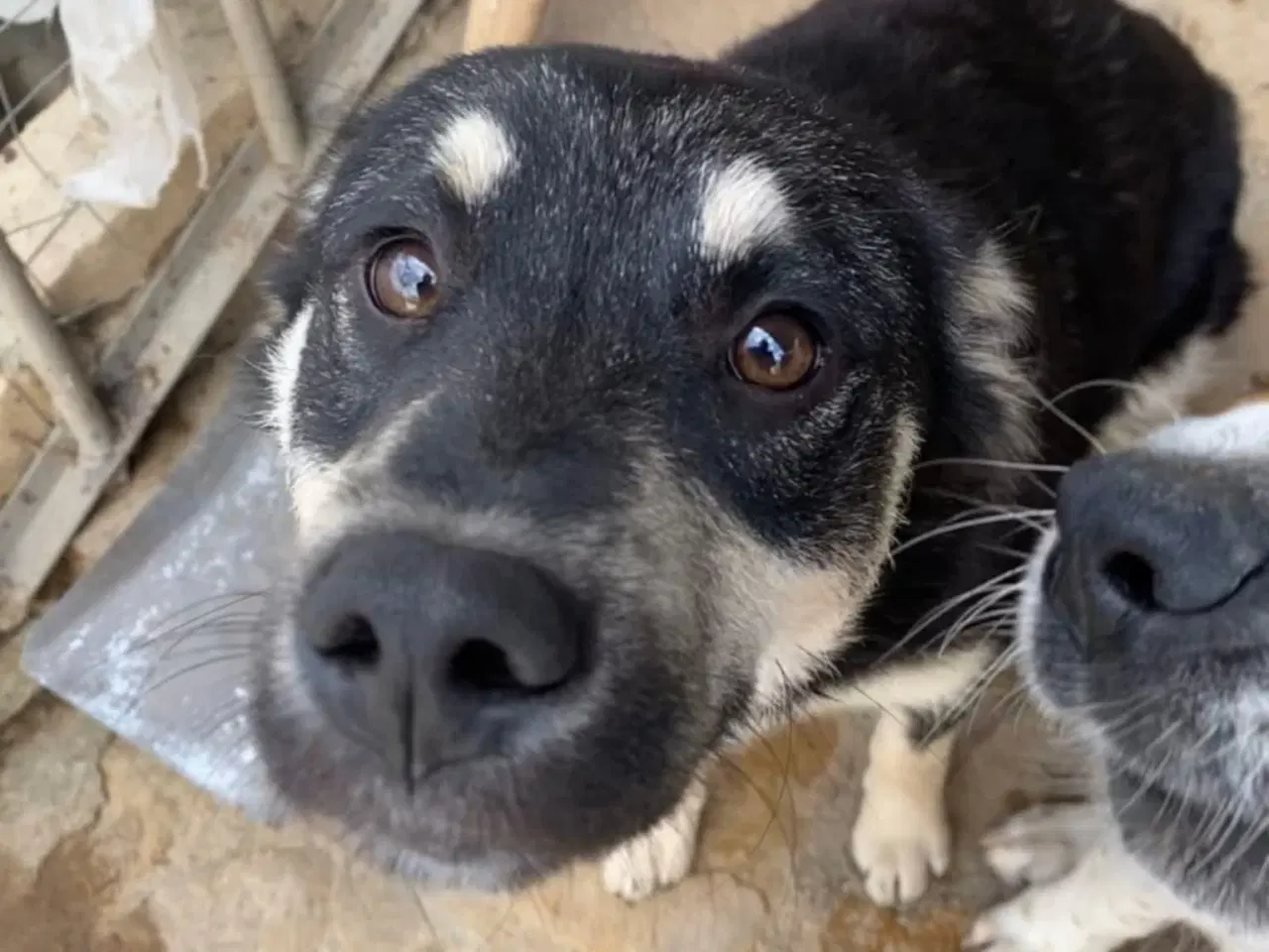 Billede 4 - Skønne Zigga søger efter sit aller første hjem