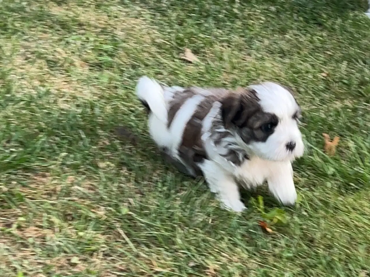 Billede 4 - Super sød og flot biscon havanais shih tzu balndin