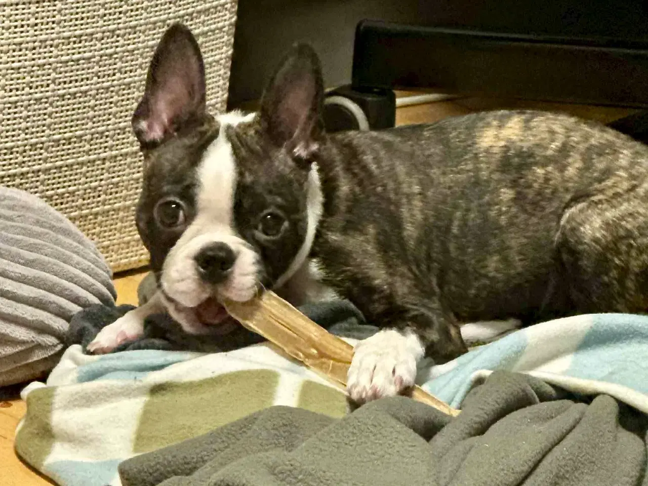 Billede 1 - Udstationering søges – Boston Terrier tævehvalp