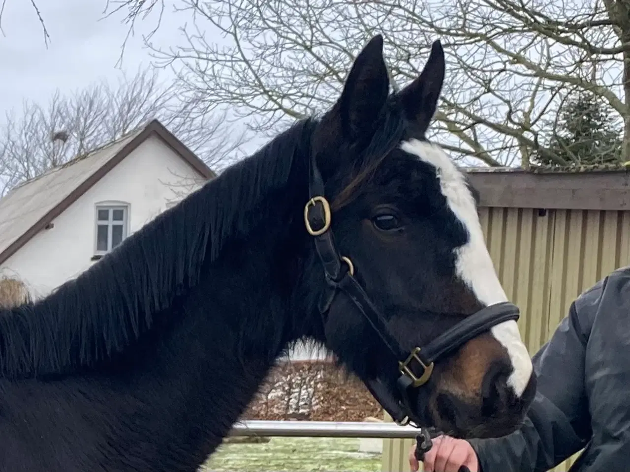 Billede 3 - Flere ungheste haves