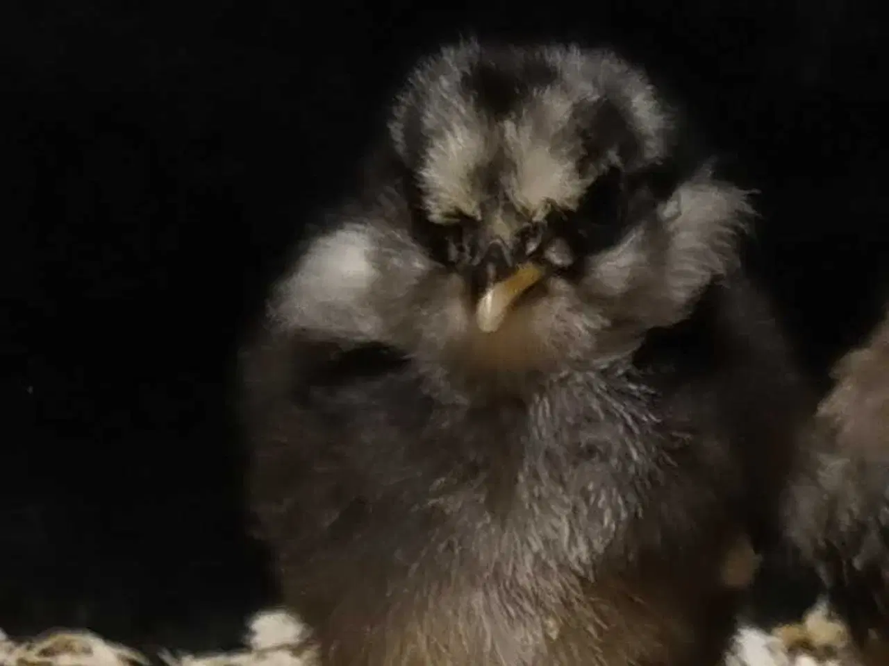 Billede 1 - Dværg mix kyllinger