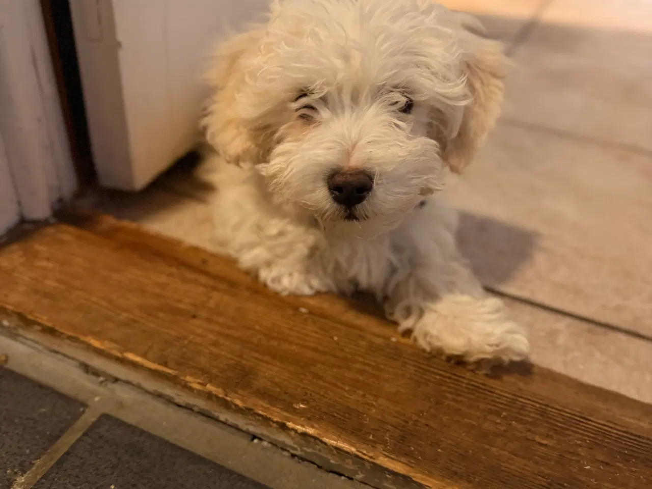 Billede 3 - 4 Bichon hvalpe