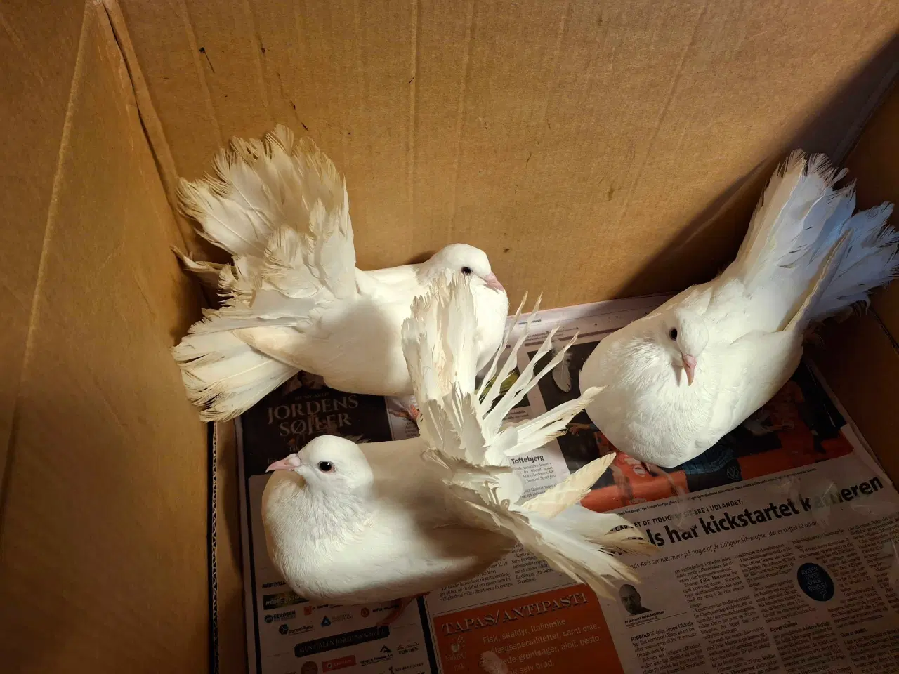 Billede 2 - 3 stk. Højstjert duer