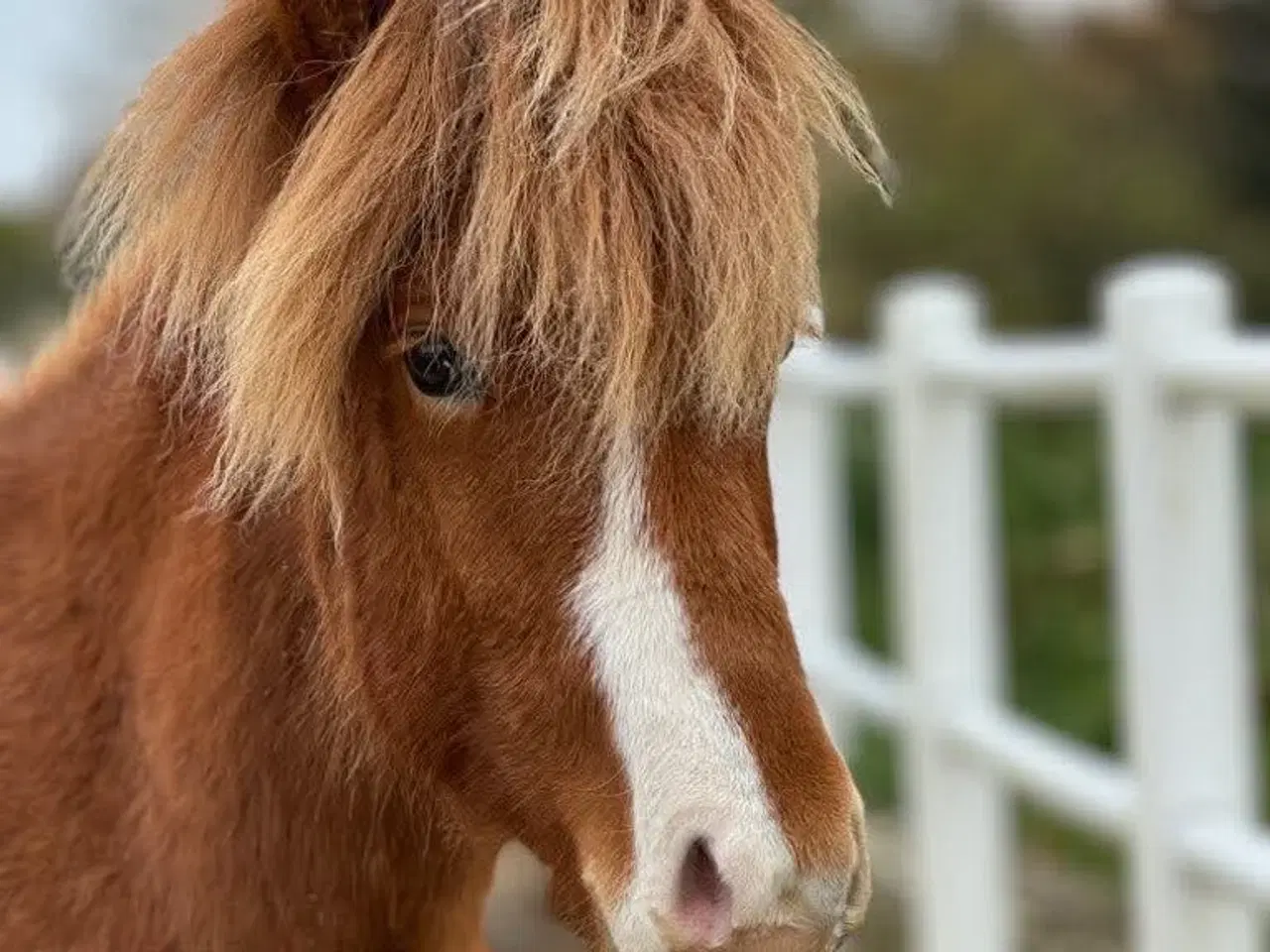 Billede 2 - 2 års islænder hingst Naturtølter