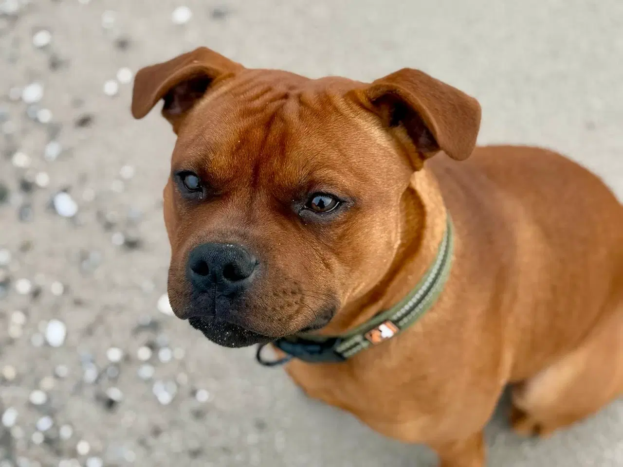 Billede 15 - Staffordshire Bull Terrier han