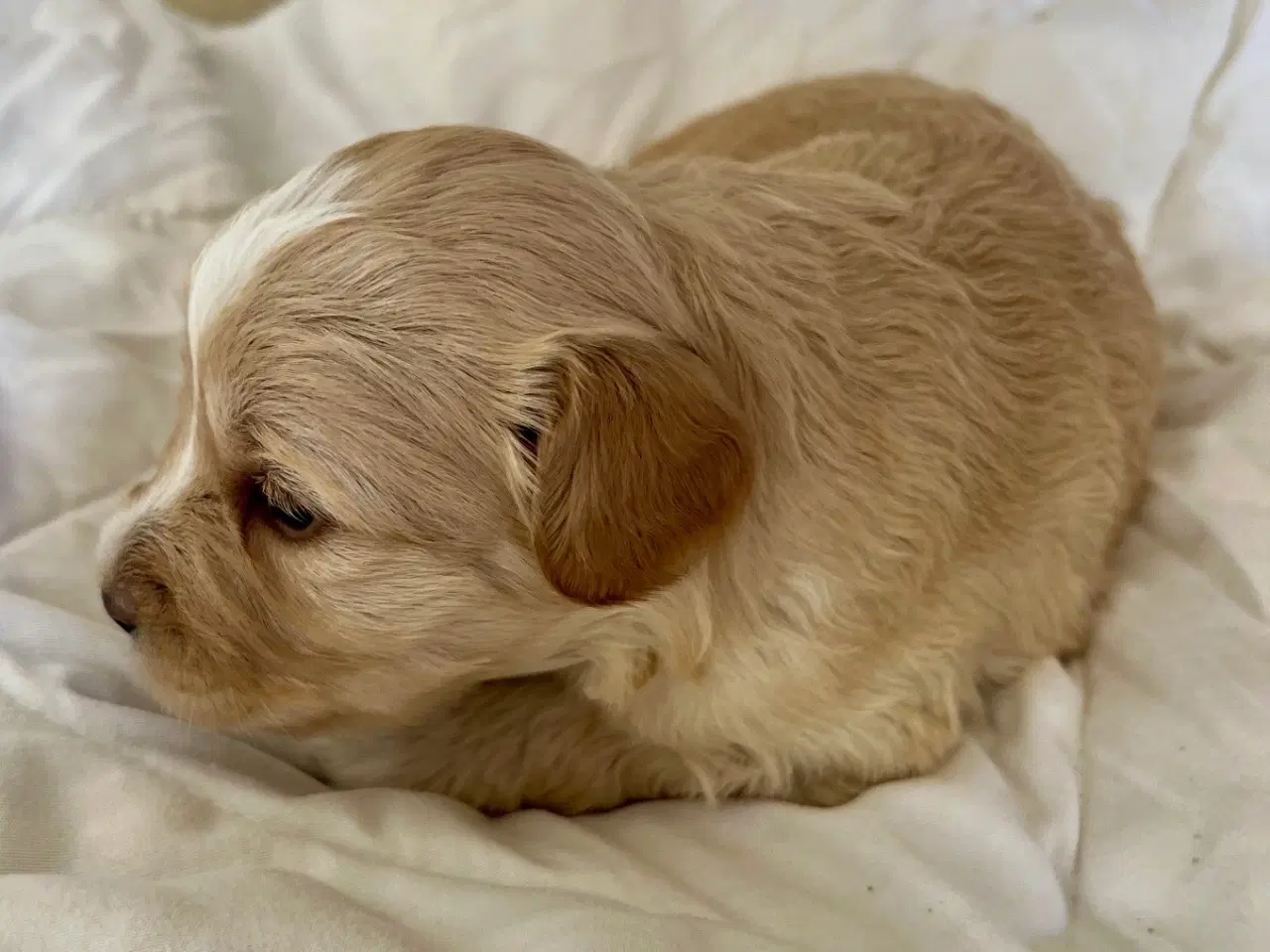 Billede 16 - Super skønne sociale Lagotto blandinger