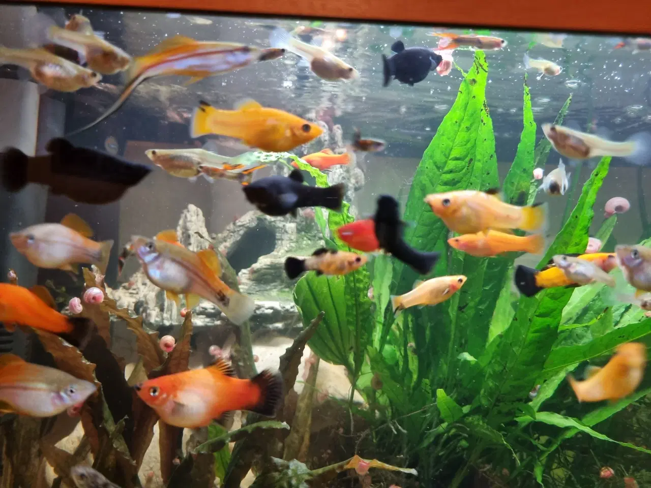 Billede 4 - Molly og guppy