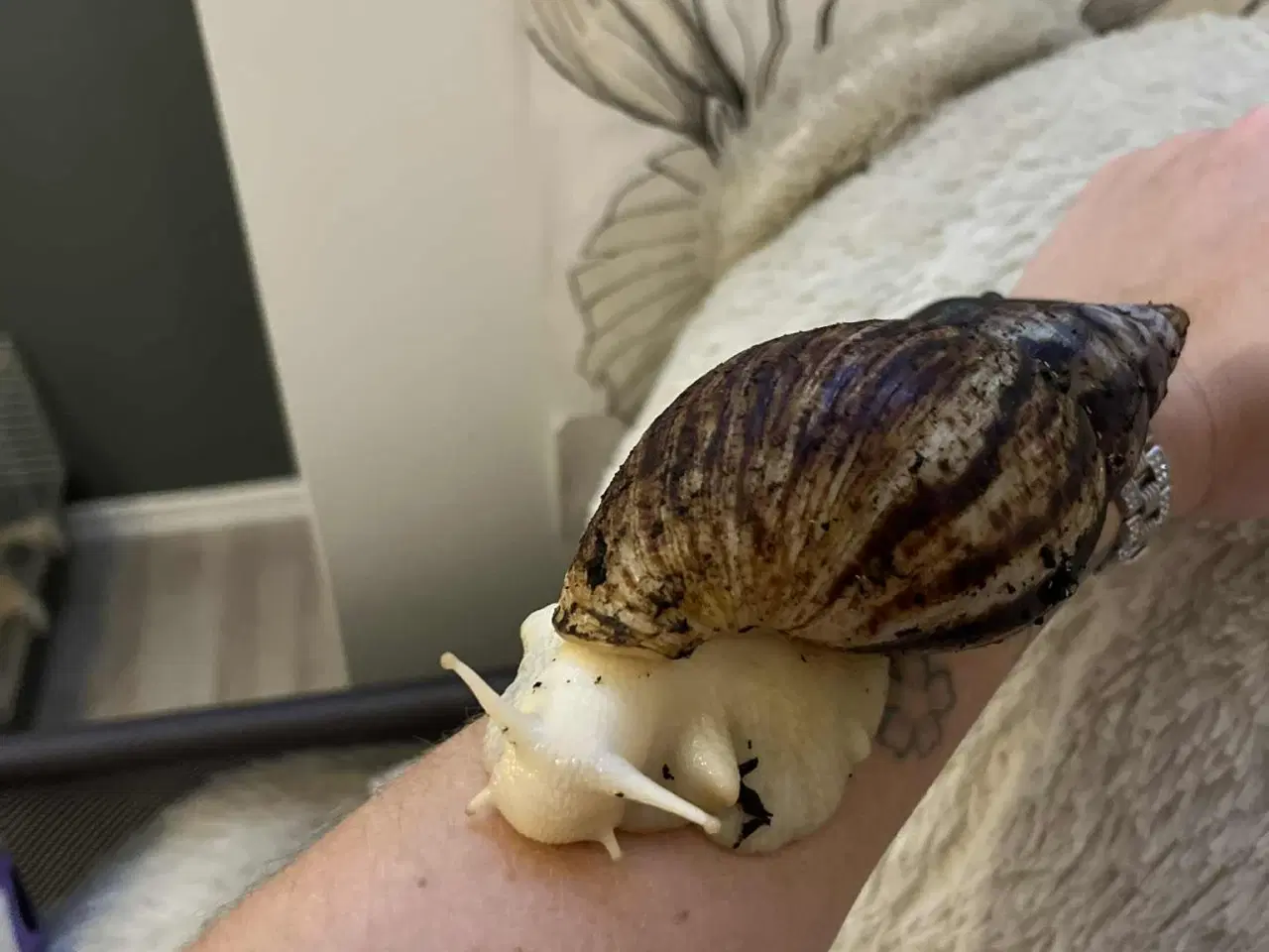 Billede 2 - Congosnegle 