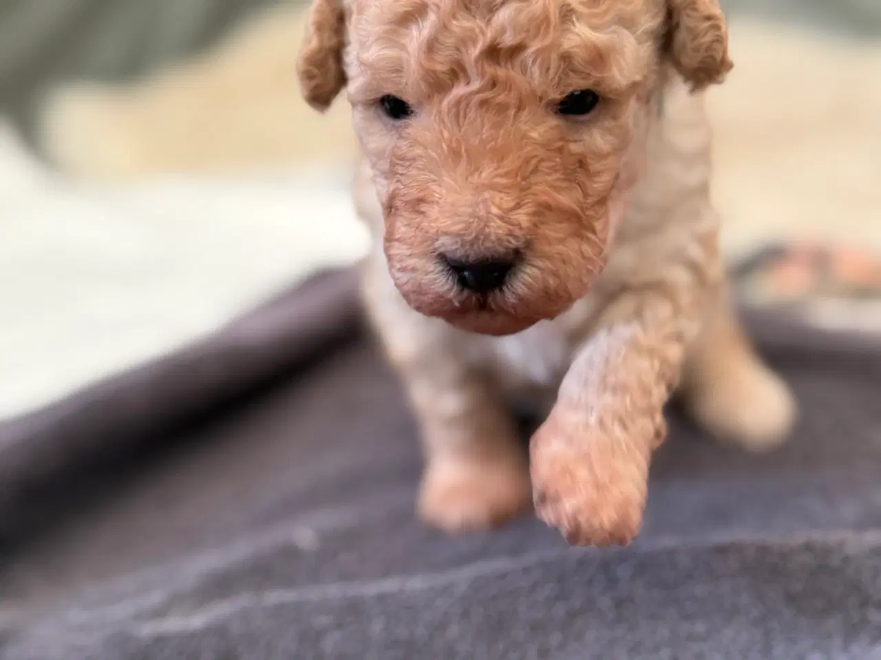 Billede 2 - Goldendoodle hvalpe sælges 