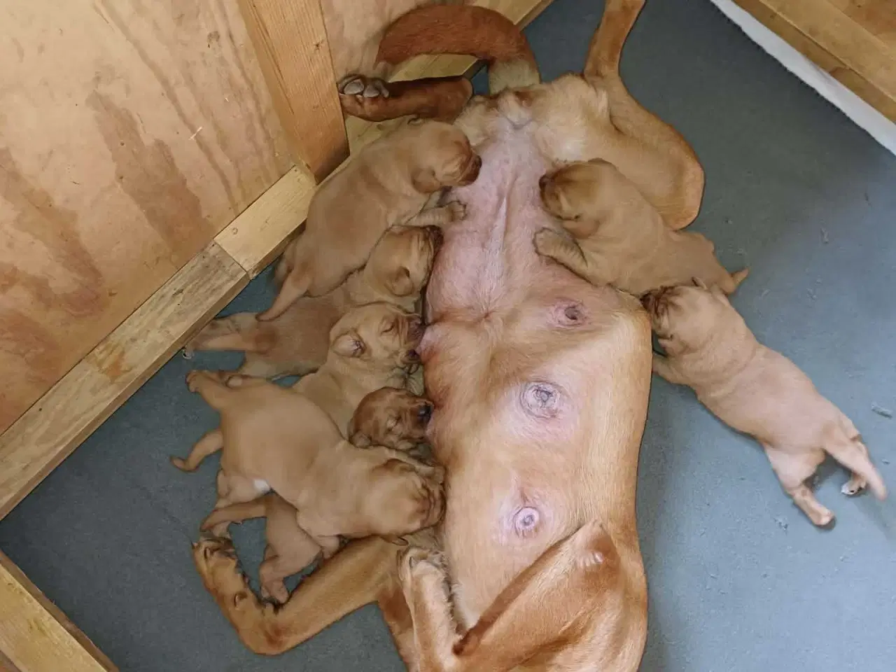 Billede 9 - Fox Red labrador 