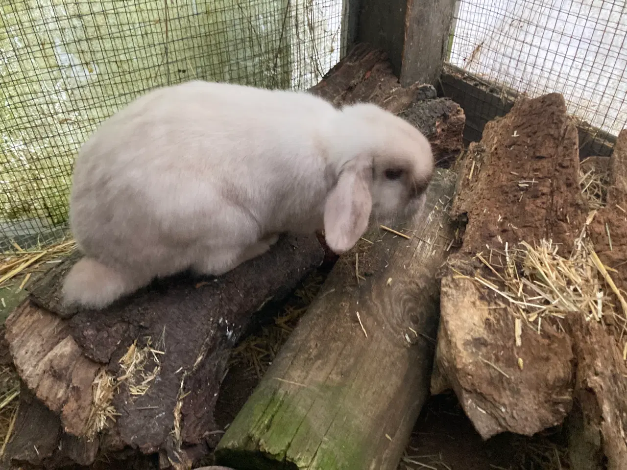 Billede 4 - Minilop Hunkanin søger nyt hjem