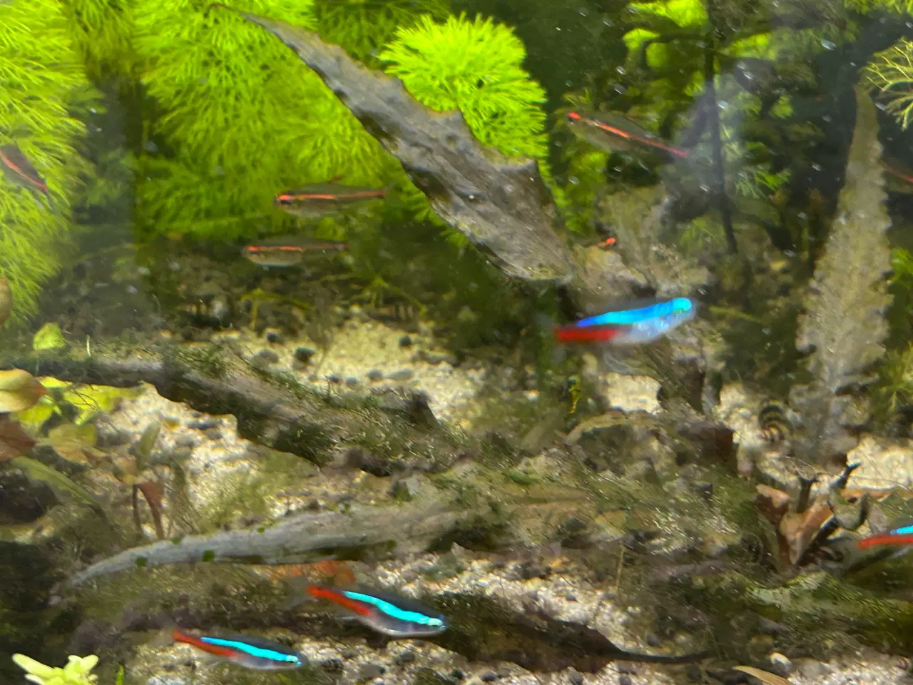 Billede 2 - 🐟 Neonfisk sælges – god stimepris | Viby J