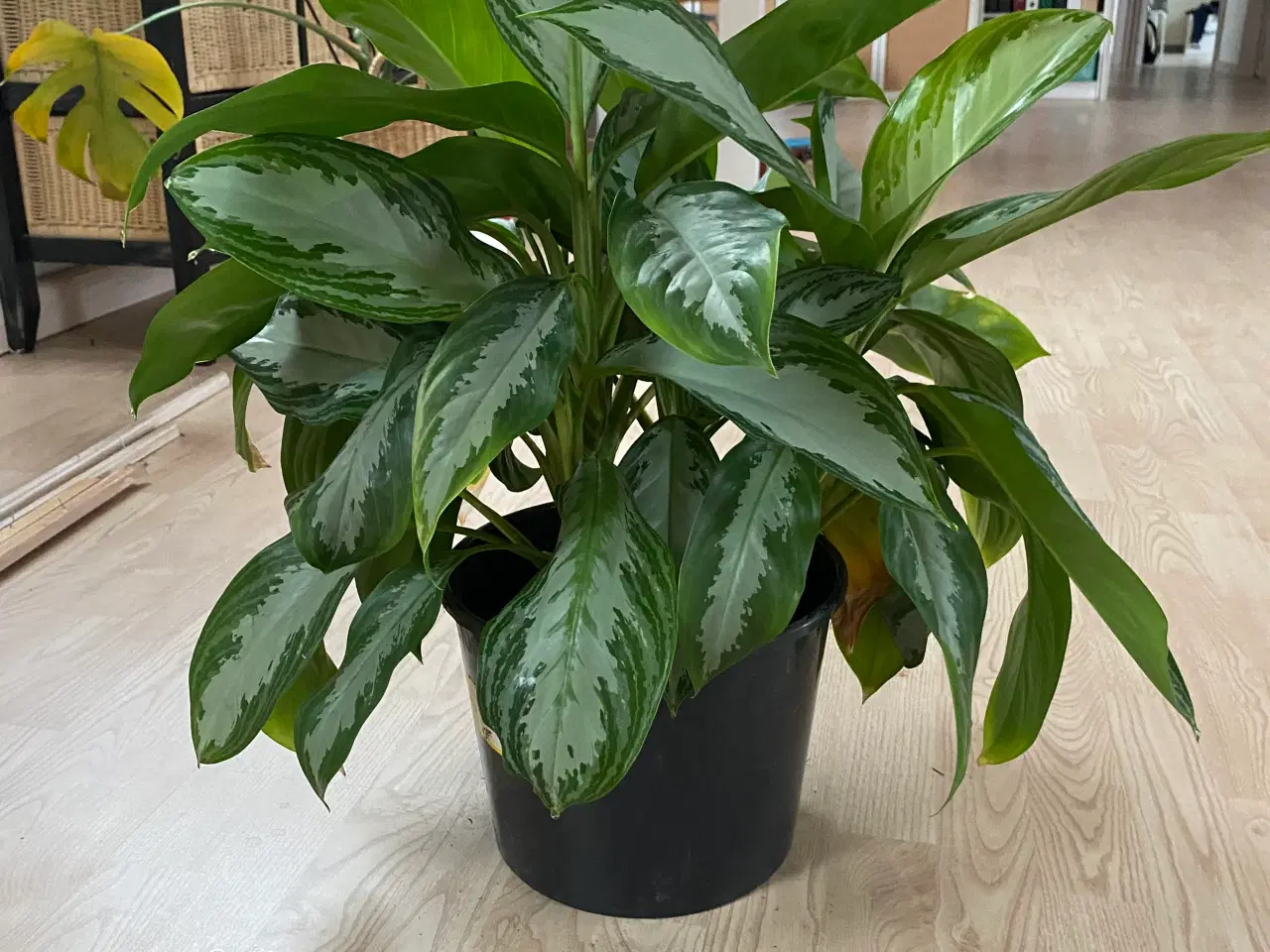 Billede 2 - Planter
