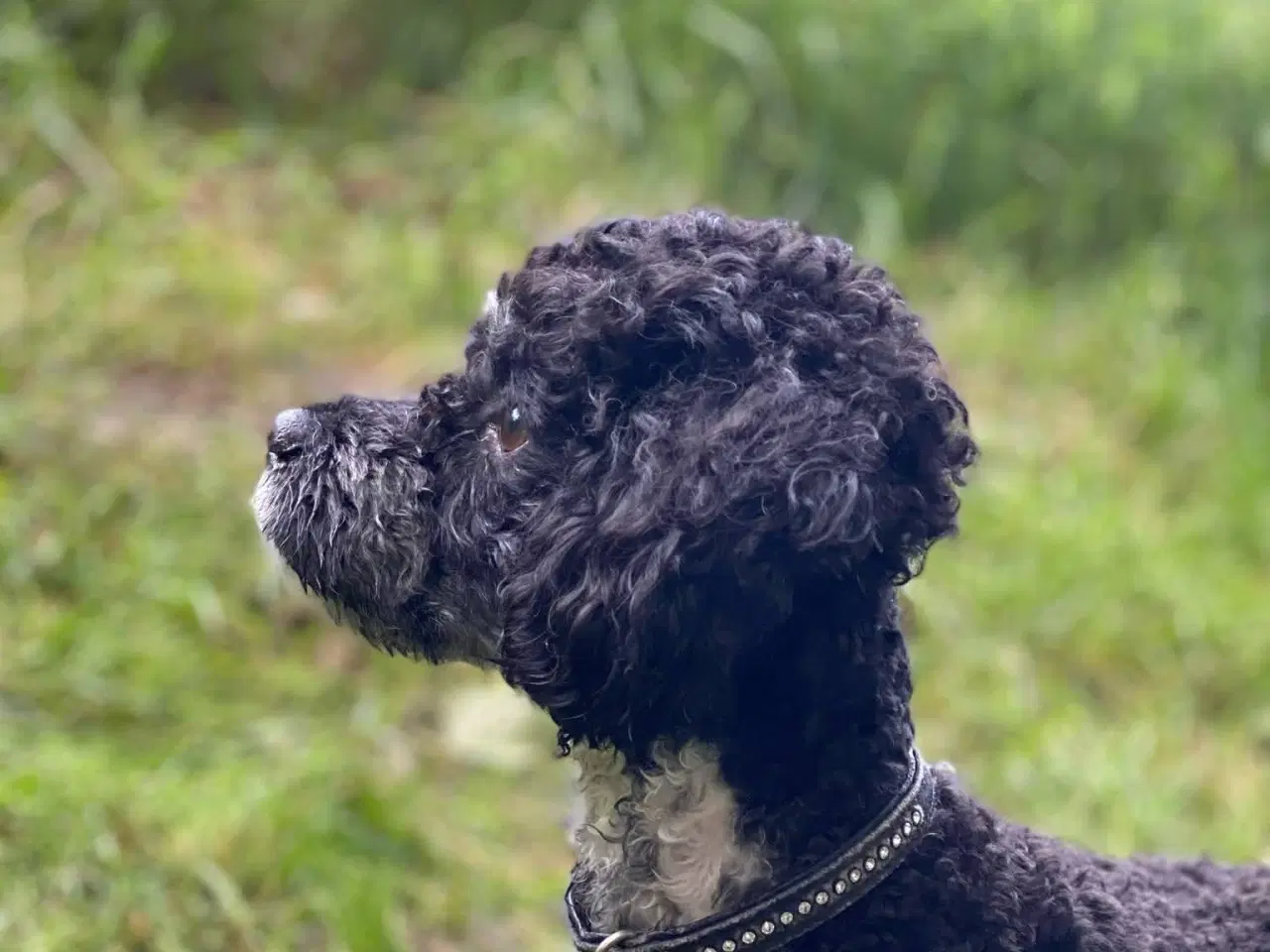 Billede 2 - Dværgpuddel blanding, foxpuddel, hvalpe