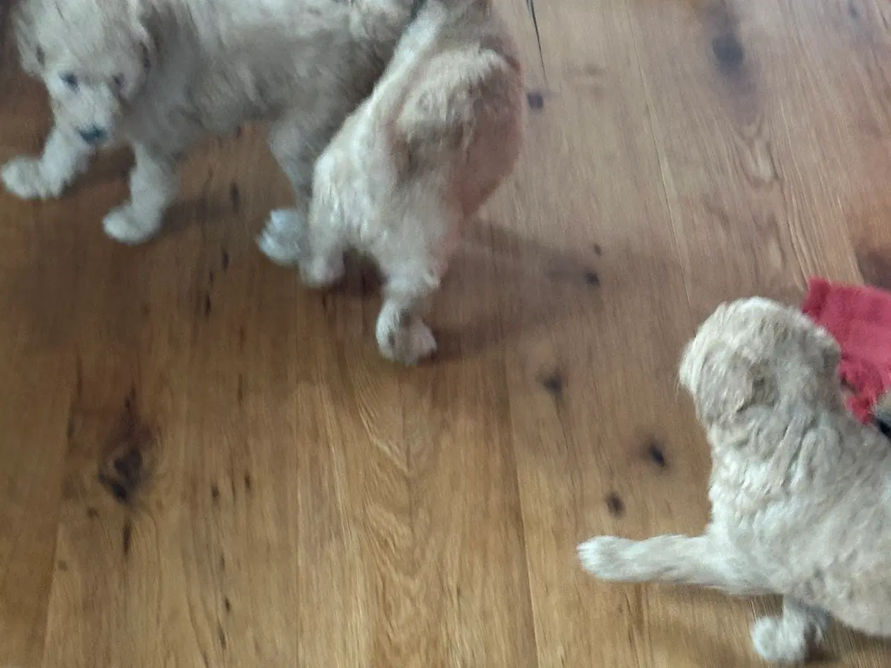 Billede 4 - Søde 🐶 hvalpe Golden og Labradoodle til salg