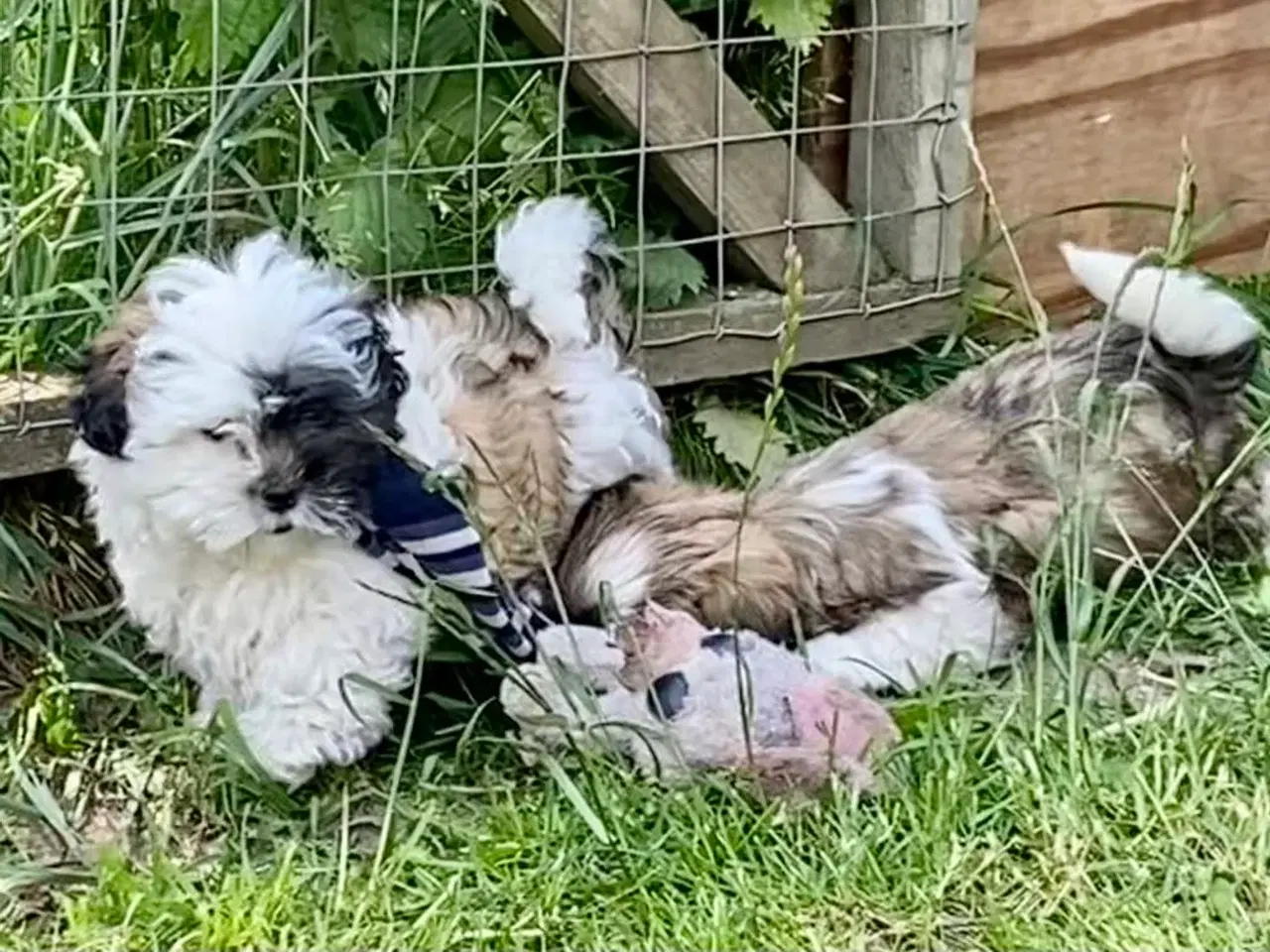Billede 9 - Allergivenlig Shih Tzu hvalpe