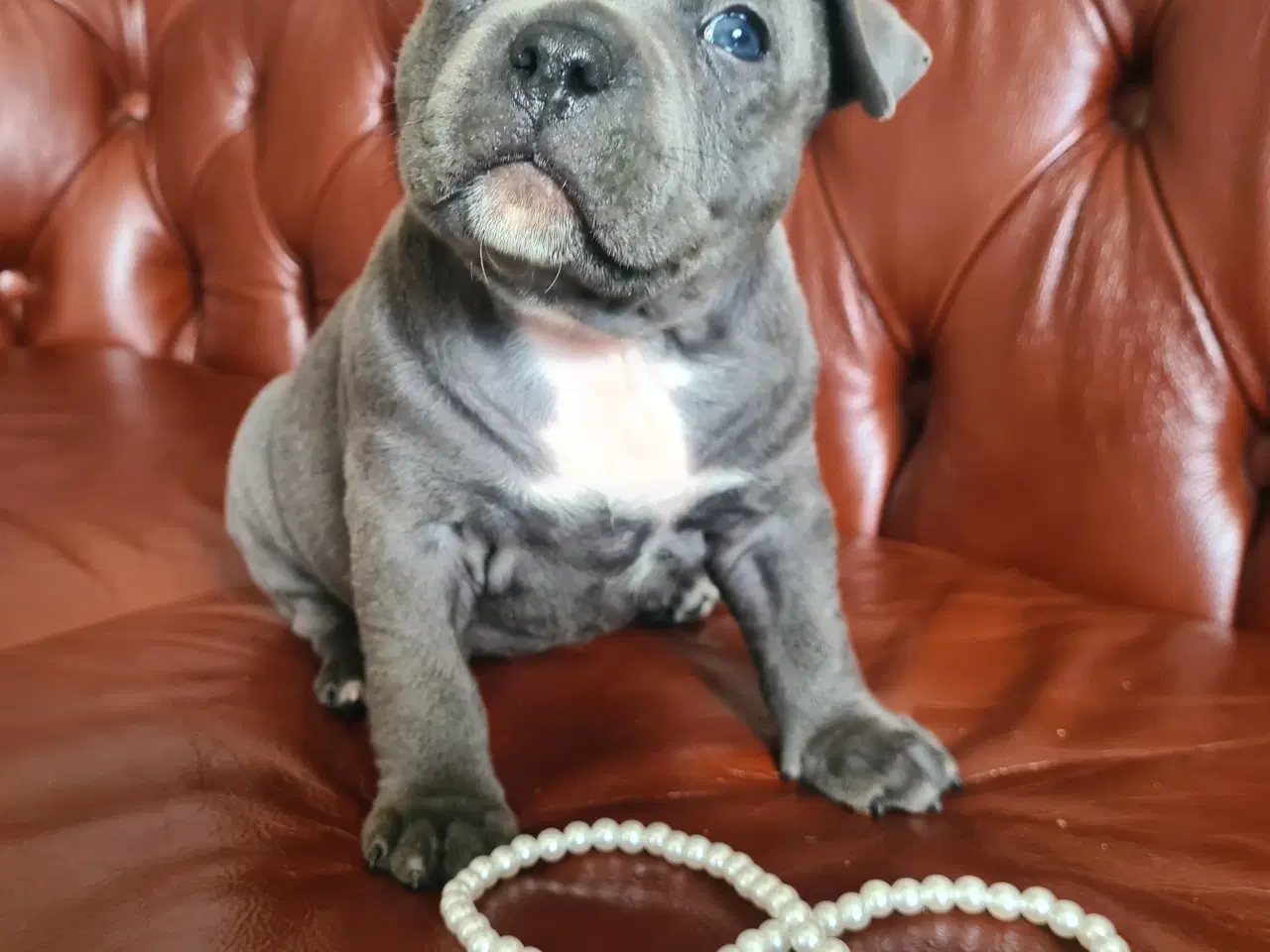 Billede 6 - American Bully pige blå - abkc Pocket