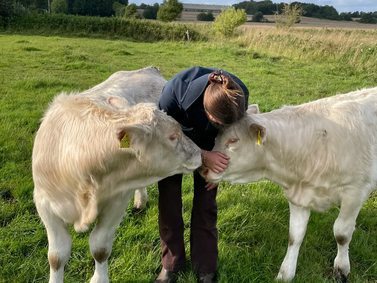 Billede 4 - Charolais tyrekalv 
