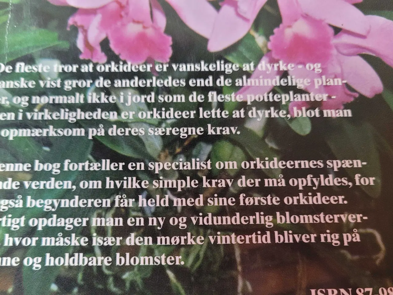 Billede 6 - Orkideer, alt godt fra Haven 