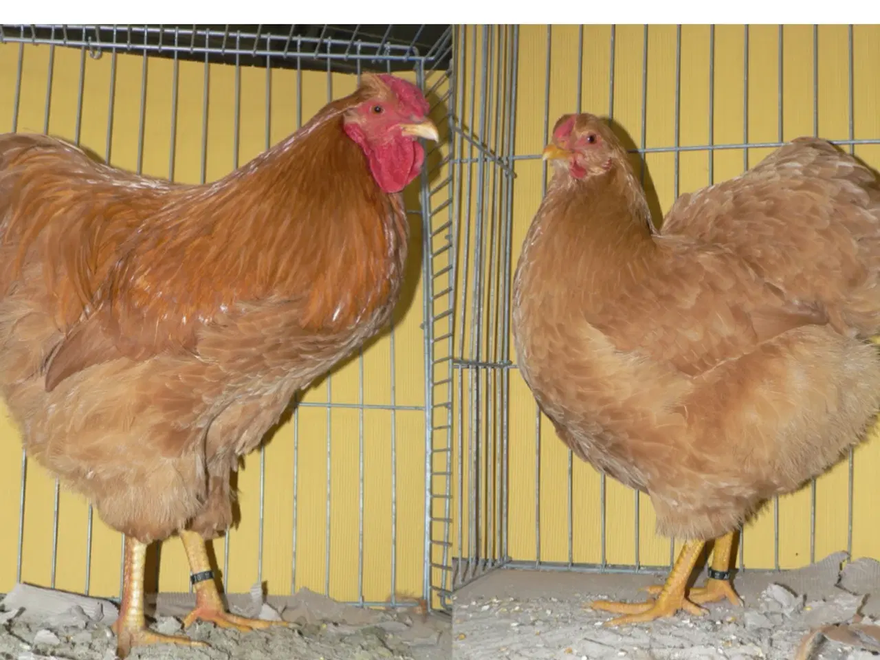 Billede 3 - Ruge æg søges