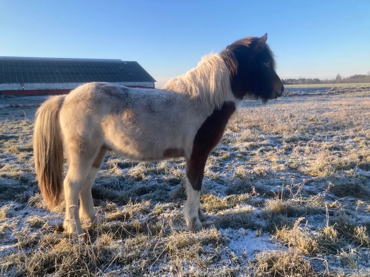 Billede 11 - 2 års islænder hingst